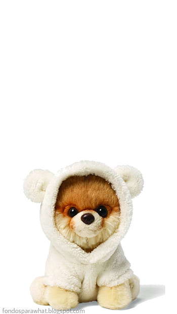 Perro chiquin xd, Perros, Random HD phone wallpaper