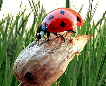 Lady bug suit, lady bug, 3d, suit, animals, hot, cool HD wallpaper