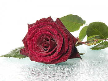 Plants, Flowers, Roses HD wallpaper