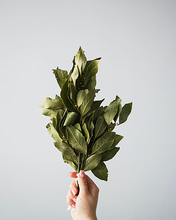 Leaves, Hand, Miscellanea, Miscellaneous, Laurel HD phone wallpaper