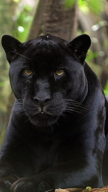 Black Panther, Animal HD phone wallpaper