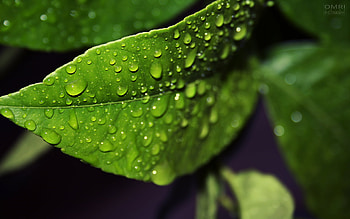 Plants, Leaves, Drops HD wallpaper