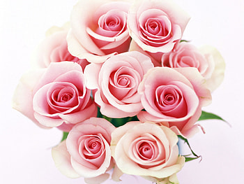 Plants, Holidays, Flowers, Roses, Postcards, March 8, International Women's Day (Iwd) HD wallpaper