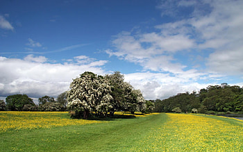 Buttercup Summer Fields, summer, field, trees, sky, nature, buttercups HD wallpaper