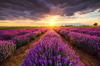Lavender Fields at Sunset – Stunning Nature, field, nature, lavender HD wallpaper