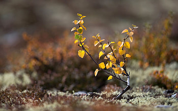 Plant, Macro, Moss, Sprout HD wallpaper