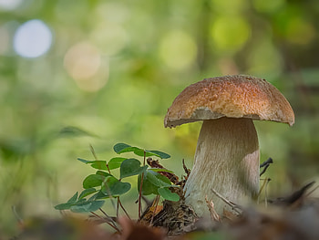 Mushroom , Captivating visuals, Fungal awe, Nature's artwork HD wallpaper