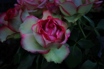 Pink and white, Roses, Leaves, Bouquet, Pretty HD wallpaper