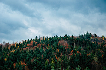 Nature, Trees, Sky, Autumn, Vertex, Top HD wallpaper