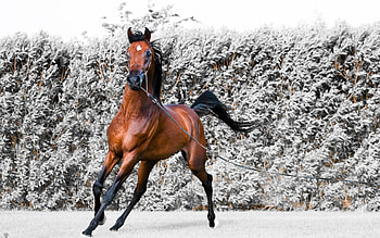 Snow, Winter, Horse, Animal HD wallpaper