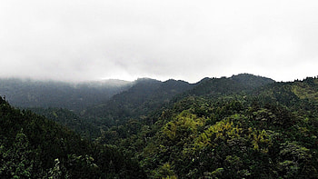 Nature, Trees, Mountains, Vertex, Fog, Tops HD wallpaper