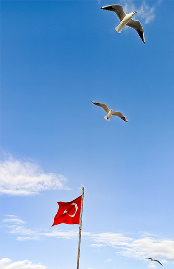 FLAG and BIRDS, cloud, red, sky, leylek, kaz, nature, bird, Türk bayrağı, turkish flag HD phone wallpaper