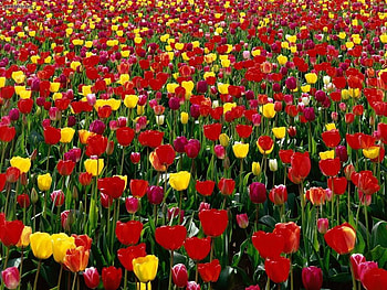 tulip field, field, red and yellow, nature, flowers, tulips HD wallpaper