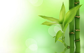 Plants, Background, Leaves HD wallpaper