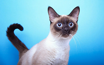 Cat, animal, blue, white HD wallpaper