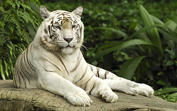 Animals, Tigers HD wallpaper