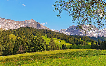 Nature, Trees, Sky, Mountains, Coniferous, Forest, Freshness, Polyana, Glade, Spring, Purity HD wallpaper