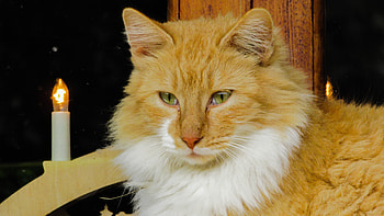 Animals, Cat, Fluffy, Muzzle, Sight, Opinion HD wallpaper