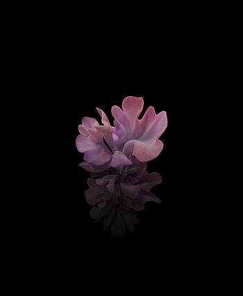 Pink flower, reflections, stock HD phone wallpaper