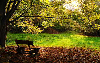 beautiful nature for fall IMGUST HD wallpaper