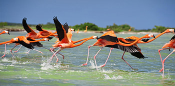 Flamingos, summer, flamingo, black, bird, pasare, orange, water HD wallpaper