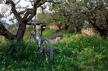 Sports, Trees, Grass, Bicycle HD wallpaper