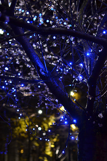 Flowers, Trees, Lights, Dark, Illumination, Garland, Garlands, Illuminations HD phone wallpaper