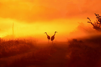 Crane, crane, birds, animals, silhouette, sunset HD wallpaper