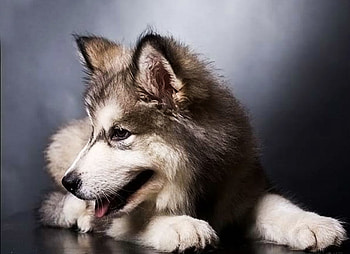 Dog, dogs, puppies, black, animals HD wallpaper