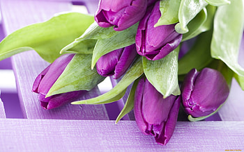 Plants, Flowers, Tulips, Violet HD wallpaper