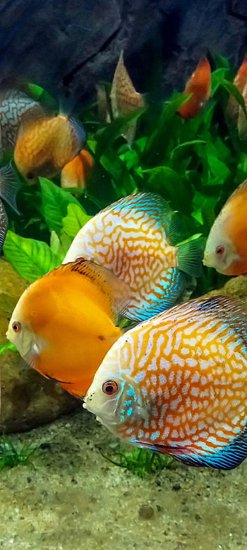 Animal fish, Underwater creatures, Oceanic wildlife, Beautiful marine life HD phone wallpaper