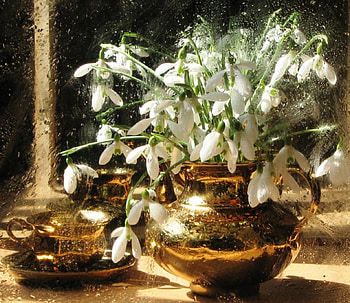 Snowdrops, winter, white, vase, small, spring, cups, delicate, petals, nature, flowers HD wallpaper