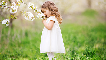 Little Cute Girl Is Standing Near Flowers Smelling And Wearing White Frock Cute HD wallpaper