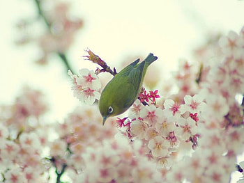 Real or Painting, cool HD wallpaper