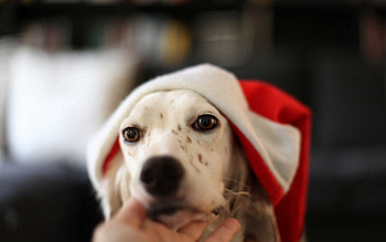 Animals, Dog, Sight, Opinion, Cap HD wallpaper