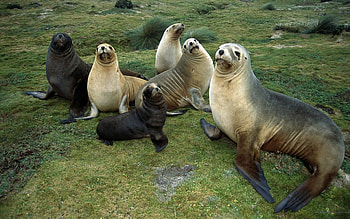 Animals, Seals, Relaxation, Rest, Family, Flock, Care HD wallpaper