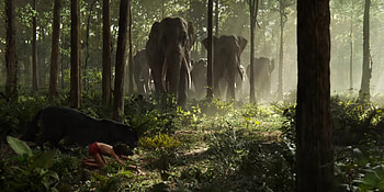 The Jungle Book (Movie), Earth's jungles, HQ , Nature's wonders HD wallpaper