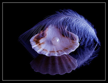Iridescent, reflecction, white, black, blue feather, beautiful, shell, feather, opaline, pearl HD wallpaper