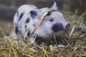 Sweet piglets, Farm life joys, Curious snouts, Playful oinks HD wallpaper