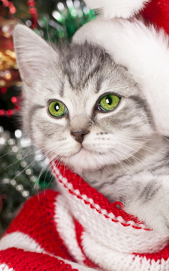 bokeh, Christmas, kitten, Animal, cat HD phone wallpaper