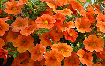 Petunias, summer, graphy, , nature, flowers, orange HD wallpaper