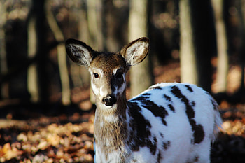 Animals, Color, Deer, Dappled Deer, Spotted Deer HD wallpaper