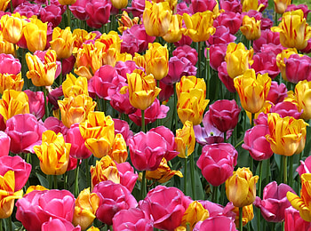 Flowers, Tulips, Bright, Flower Bed, Flowerbed, Disbanded, Loose HD wallpaper