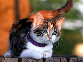 Pretty cat, sweet, kitten, cat, feline HD wallpaper