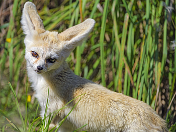 Animals, Grass, Fox, Sweetheart, Nice, Fenech HD wallpaper