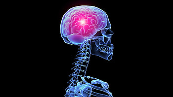 We always effort to show a with resolution or at least with perfect . Brain Anatomy Medical Head Skull Digital 3-d ... HD wallpaper