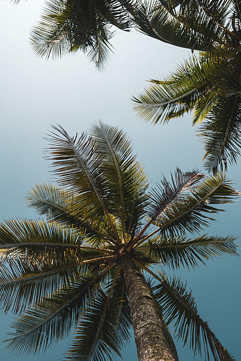 Nature, Trees, Sky, Palms, Branches, Bottom View HD phone wallpaper