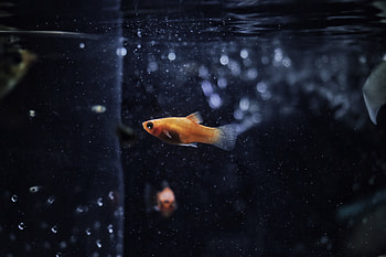 Goldfish, goldfish, fish, animals HD wallpaper