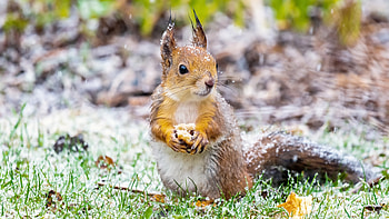 Squirrel, animal, rodent, snow HD wallpaper