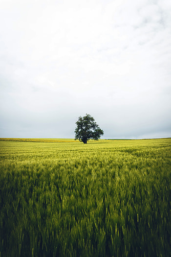 Landscape, Nature, Wood, Tree, Field, Alone, Lonely HD phone wallpaper